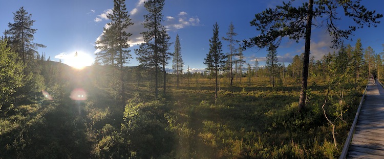 Primeval forest of the Fulufjället national park