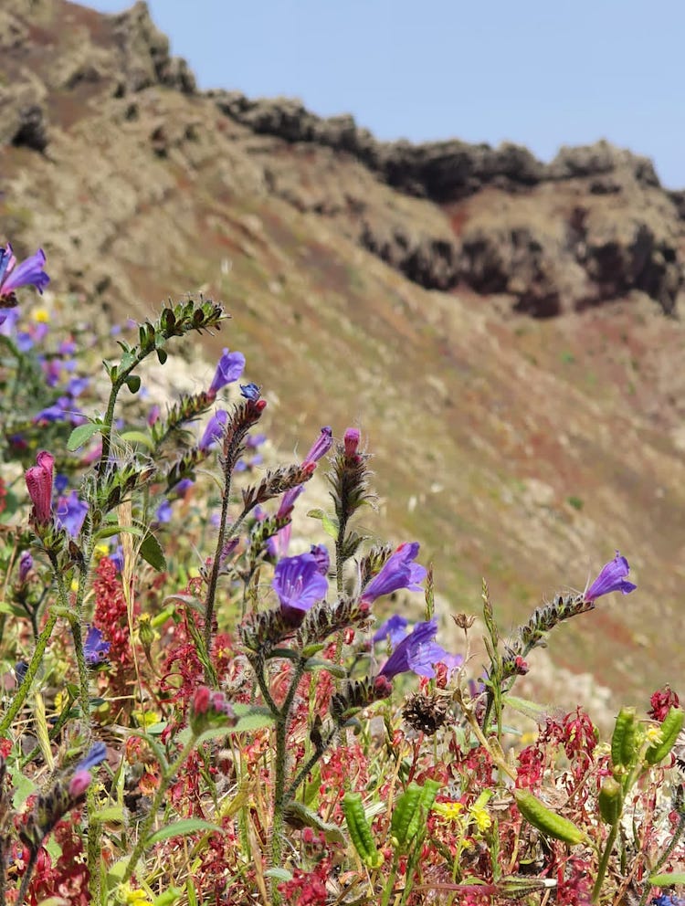 Flowers at the crater of Vulcano La Corona