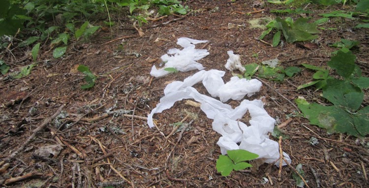 Toilet paper in the bushes