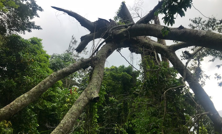 Rainforest near Senggigi