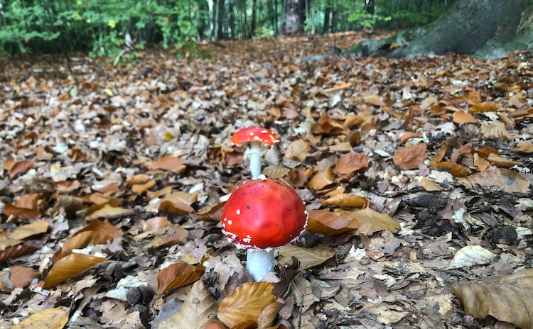 Mushroom in the forest around Liepnitzsee