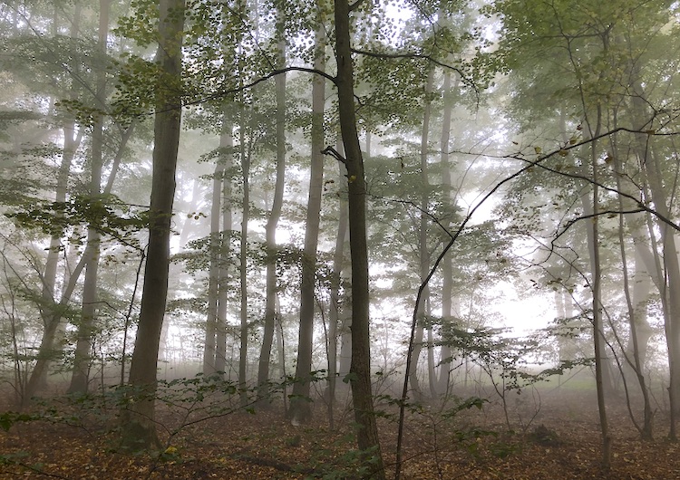Foggy forest at Liepnitzsee