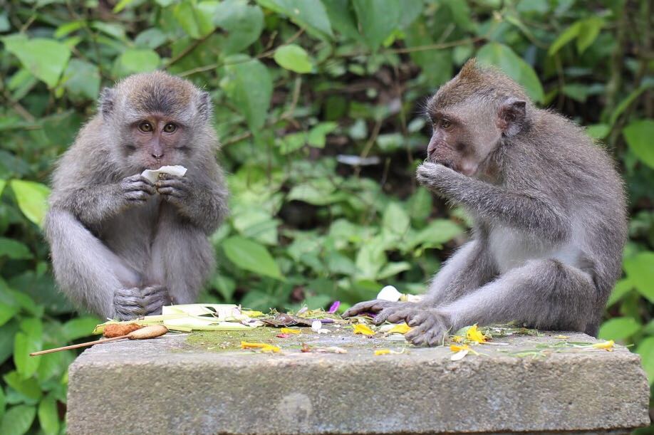 Monkeys in the rainforest