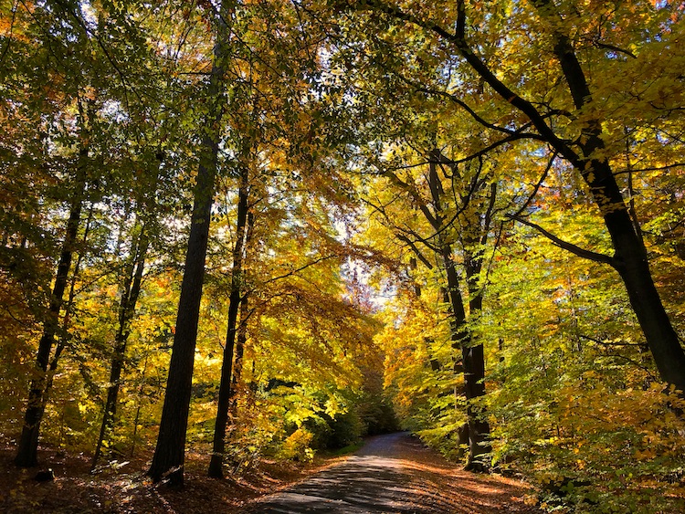 Autumn atmosphere at Tharandt Forest