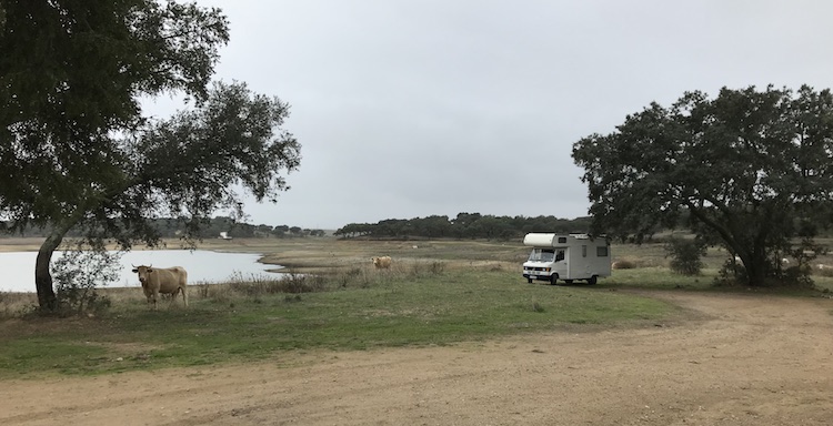 Cows around my van