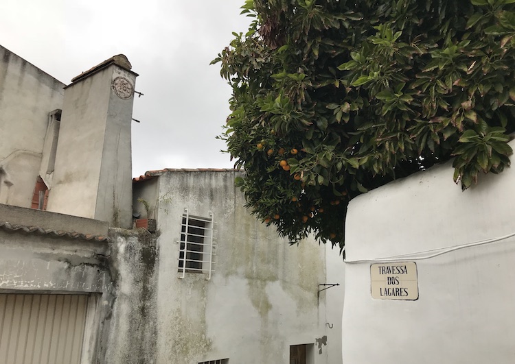 Orange tree in Montemor-o-Novo