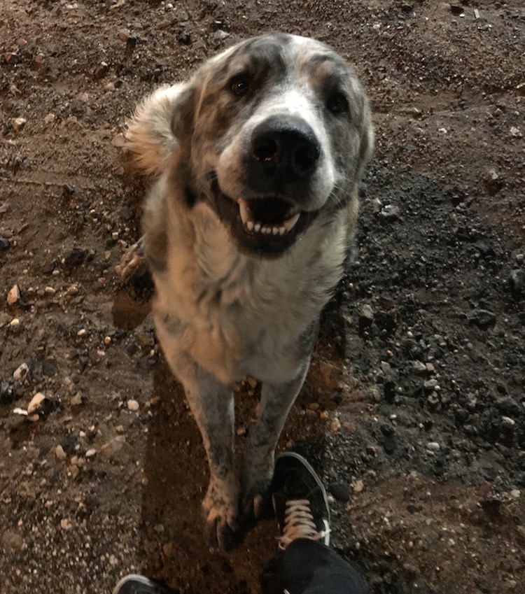 Dog greeting me