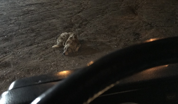 Dog sleeping in front of my van