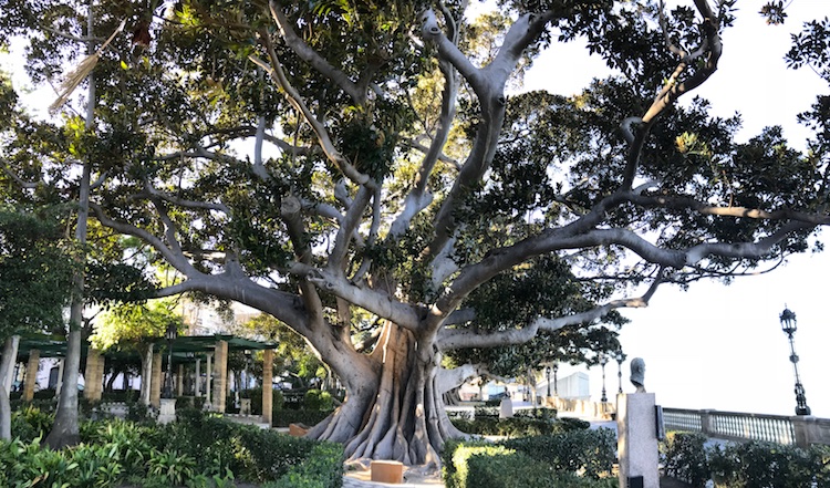 Huge tree in Cádiz