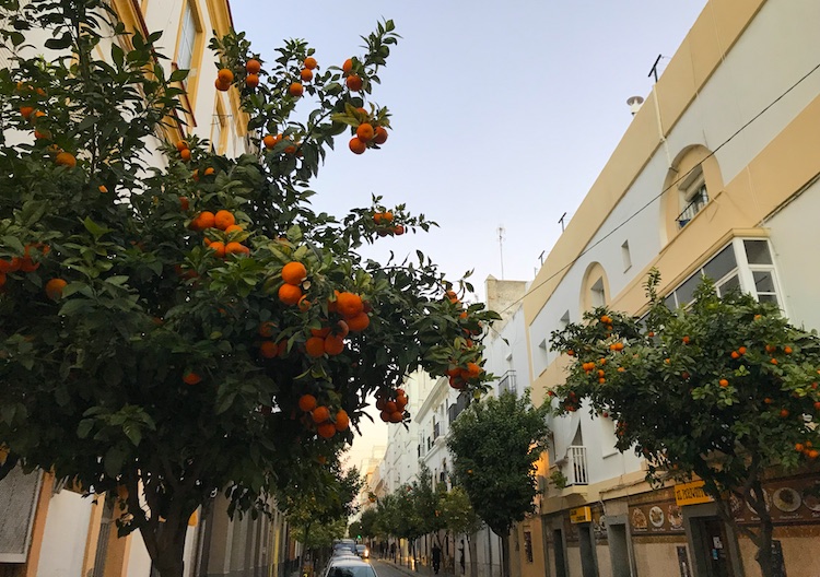 Orange trees in Cádiz