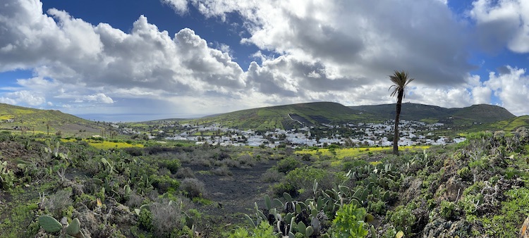 Green gras and yellow flowers on Lanzarote