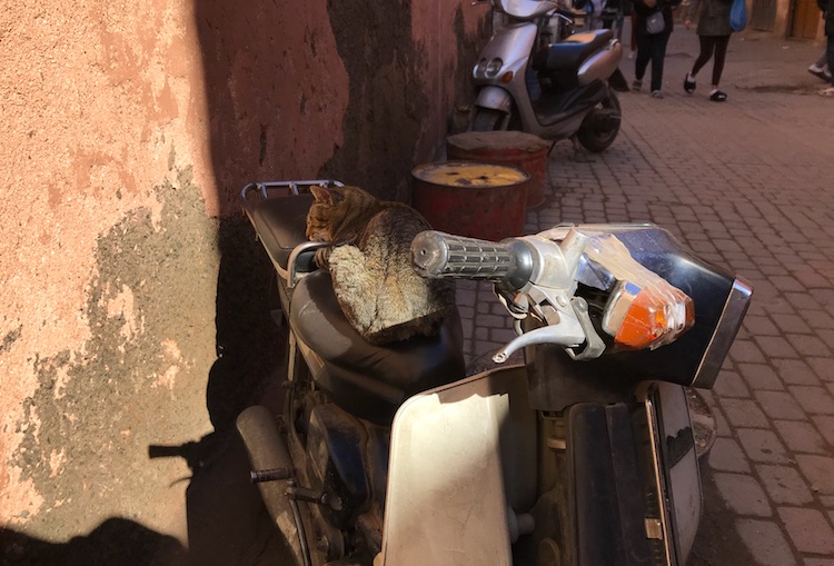Cat sleeping in the medina of Marrakech