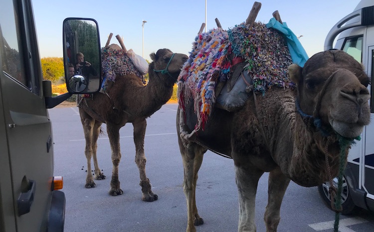 Camel in the parking lot