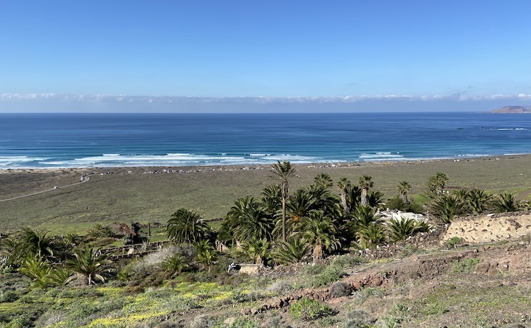 Palm trees near Famara on Lanzarote