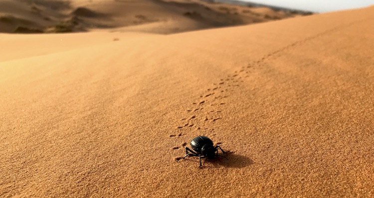 Bug walking through the desert