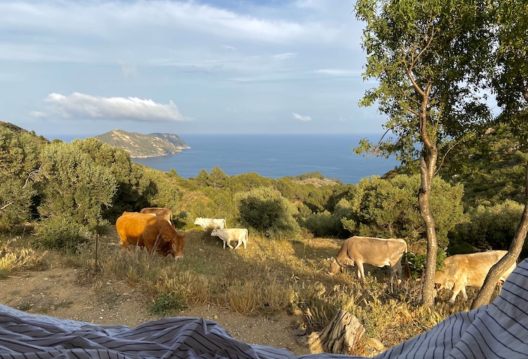 Sea view with cows
