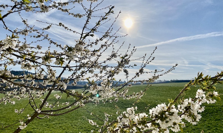 Blossoms in the sun