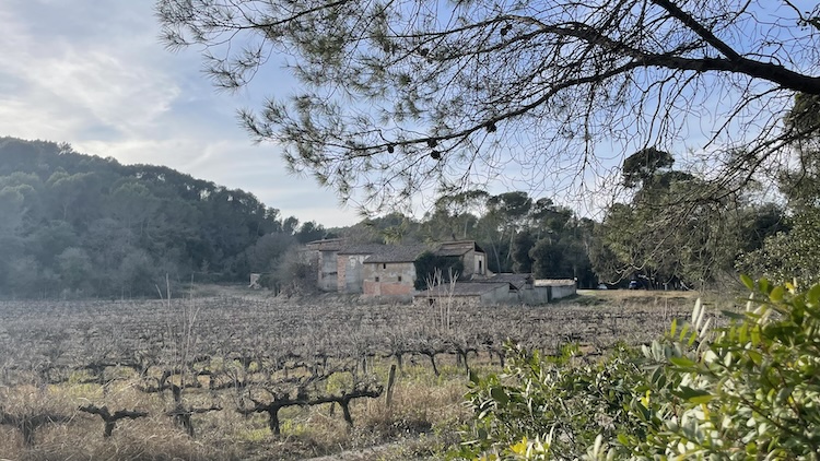 View on the wine property