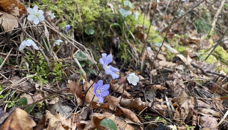Flowers next to the hiking trail