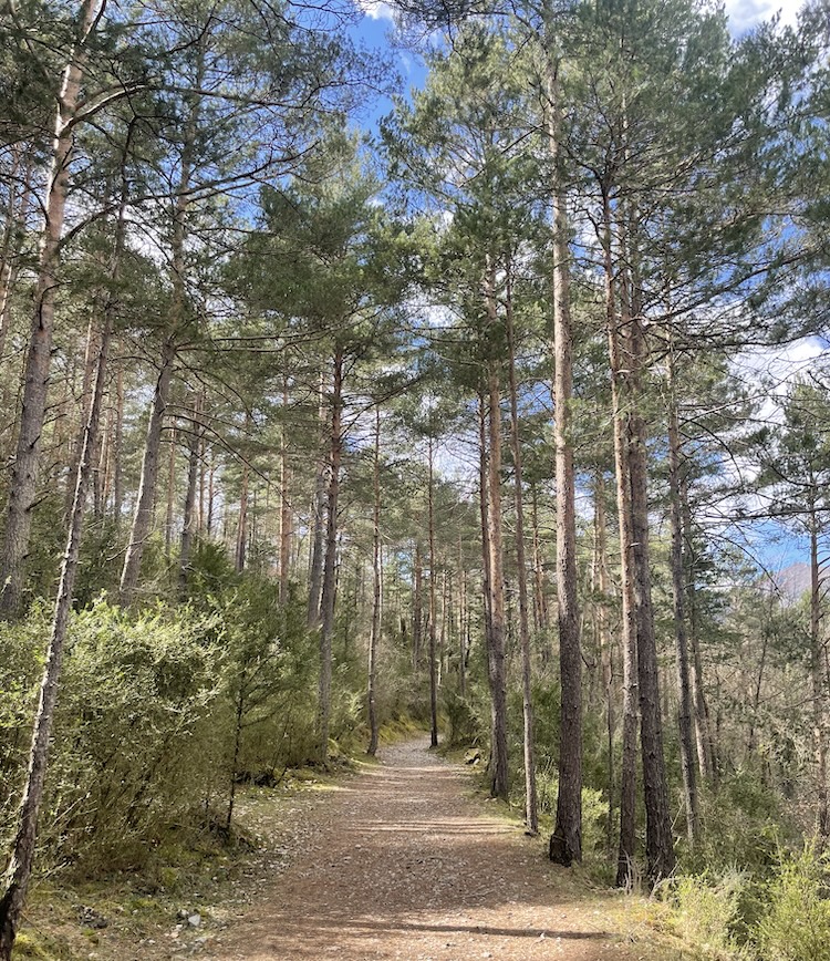 Hike through the forest near Bagà