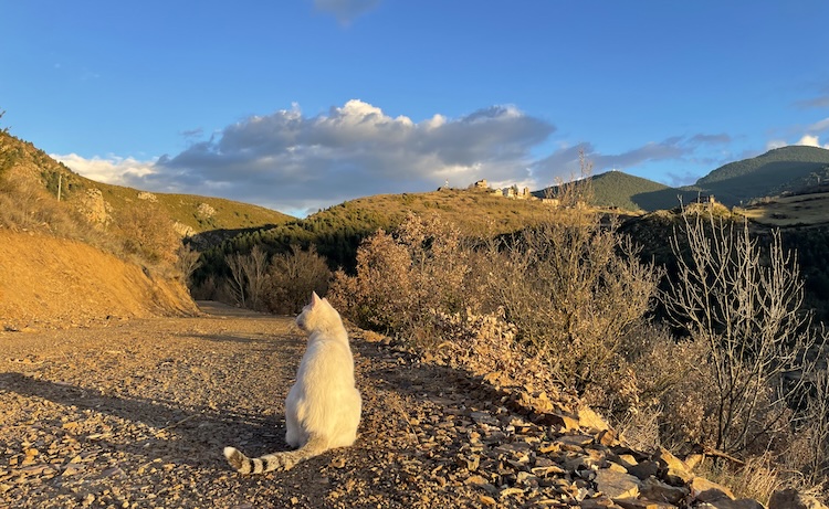 Cat accompanying our hike