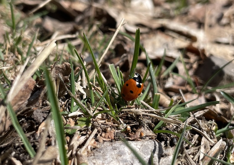 Ladybug crawling through the grass