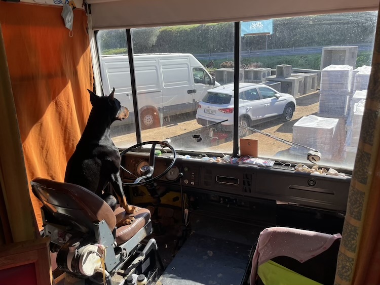 Dobermann sitting behind the steering wheel