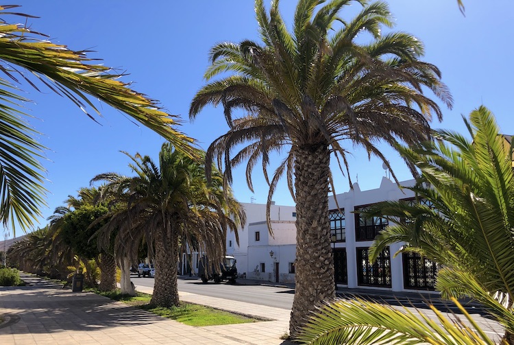 Palm trees in La Oliva