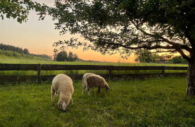 Sheep eating grass during the sunset