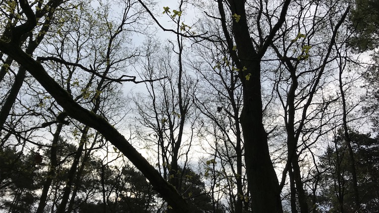 Forest near Neustadt-Glewe