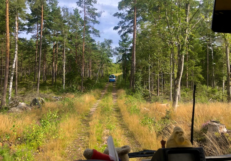 Dirt road in the woods