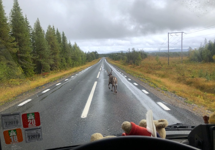 Reindeer crossing the road